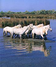 Chevaux Camarguais
