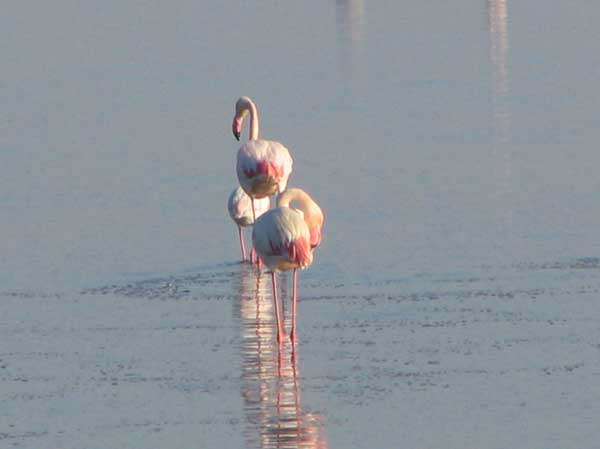 Flamands Roses